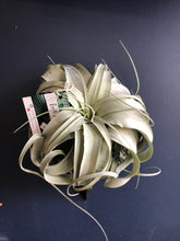 Load image into Gallery viewer, Air Plant - Tillandsia Varieties
