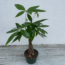 Load image into Gallery viewer, Money Tree - Pachira Aquatica