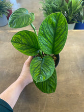Load image into Gallery viewer, Monstera Peru