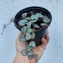 Load image into Gallery viewer, String of Hearts