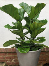 Load image into Gallery viewer, Ficus Lyrata - Fiddle Leaf Fig