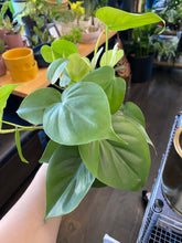 Load image into Gallery viewer, Philodendron Cordatum