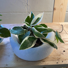 Load image into Gallery viewer, Todd Terranova Skull Planter Collection