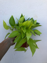 Load image into Gallery viewer, Neon Pothos