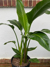 Load image into Gallery viewer, White Bird of Paradise