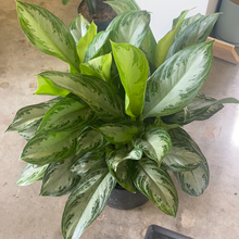 Load image into Gallery viewer, Aglaonema Silver Bay