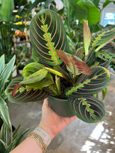 Load image into Gallery viewer, Red Maranta