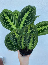 Load image into Gallery viewer, Lemon Lime Maranta