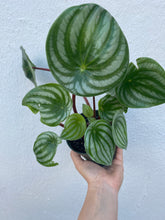 Load image into Gallery viewer, Watermelon Peperomia