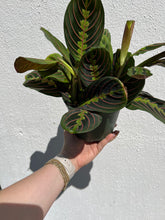 Load image into Gallery viewer, Red Maranta