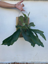 Load image into Gallery viewer, Staghorn Fern