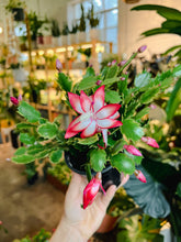 Load image into Gallery viewer, Holiday Cactus