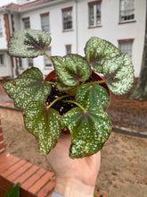 Load image into Gallery viewer, Assorted Begonia