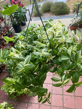 Load image into Gallery viewer, Tradescantia Flumenesis Variegata