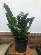 Load image into Gallery viewer, Zamioculcas Zamifolia "ZZ" Plant