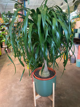 Load image into Gallery viewer, Ponytail Palm