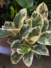 Load image into Gallery viewer, Ficus Elastica Tineke