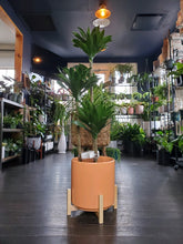 Load image into Gallery viewer, Dracaena Janet Craig Compacta Cane