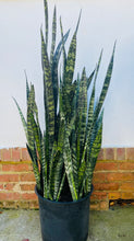 Load image into Gallery viewer, Sansevieria Wintergreen