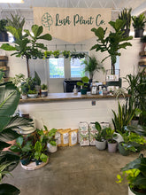 Load image into Gallery viewer, Ficus Lyrata - Fiddle Leaf Fig