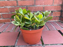 Load image into Gallery viewer, Succulents - Jade