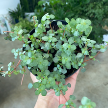 Load image into Gallery viewer, Pilea Baby Tears