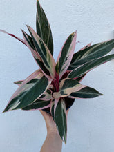 Load image into Gallery viewer, Stromanthe Triostar