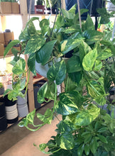 Load image into Gallery viewer, Golden Pothos