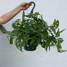 Load image into Gallery viewer, Monstera Adansonii