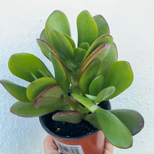 Load image into Gallery viewer, Succulents - Jade