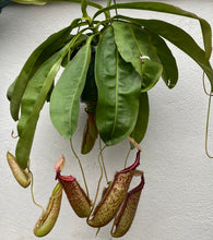 Load image into Gallery viewer, Nepenthes Pitcher Plant