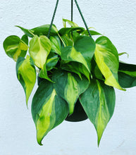 Load image into Gallery viewer, Philodendron Brasil