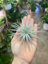 Load image into Gallery viewer, Air Plant - Tillandsia Varieties