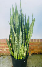 Load image into Gallery viewer, Sansevieria Zeylanica