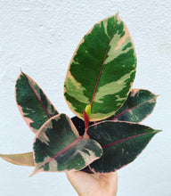 Load image into Gallery viewer, Ficus Elastica Ruby