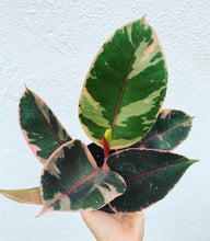 Load image into Gallery viewer, Ficus Elastica Ruby
