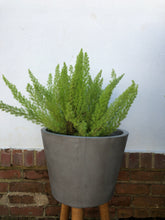 Load image into Gallery viewer, Foxtail Fern