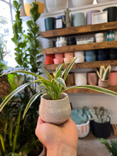 Load image into Gallery viewer, B Hart Art - Locally Made Ceramic Pots