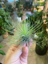 Load image into Gallery viewer, Air Plant - Tillandsia Varieties