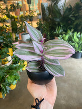 Load image into Gallery viewer, Tradescantia Nanouk