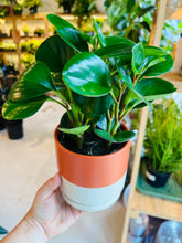 Load image into Gallery viewer, Lush Plant Co. @ Vine Fine Wine
