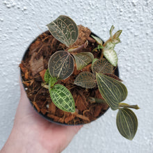 Load image into Gallery viewer, Jewel Orchid
