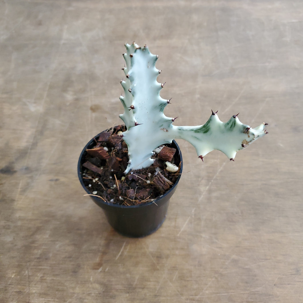 Euphorbia Lactea White Ghost
