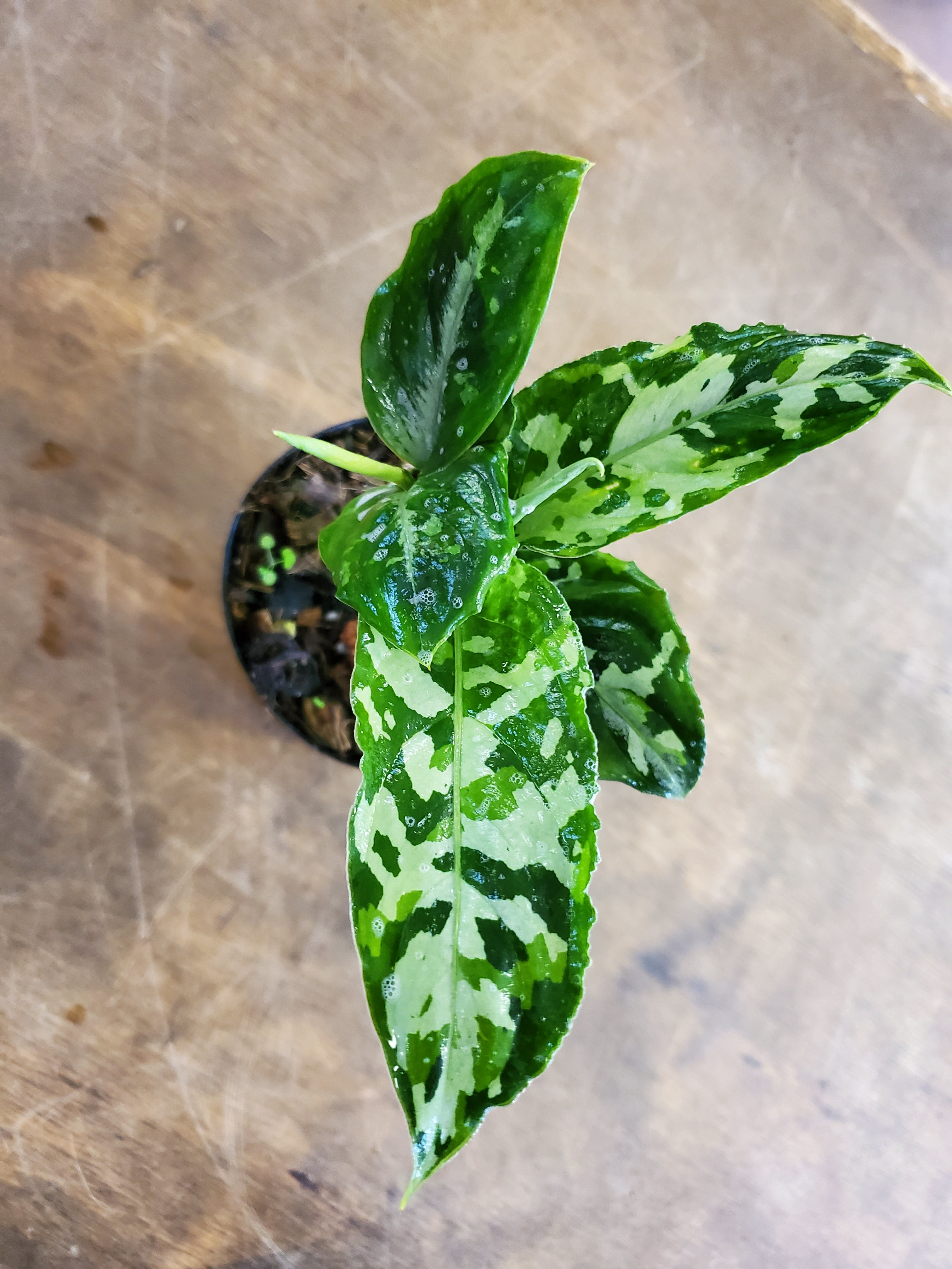 Aglaonema Pictum Tricolor