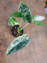 Load image into Gallery viewer, Alocasia Frydek - Variegated

