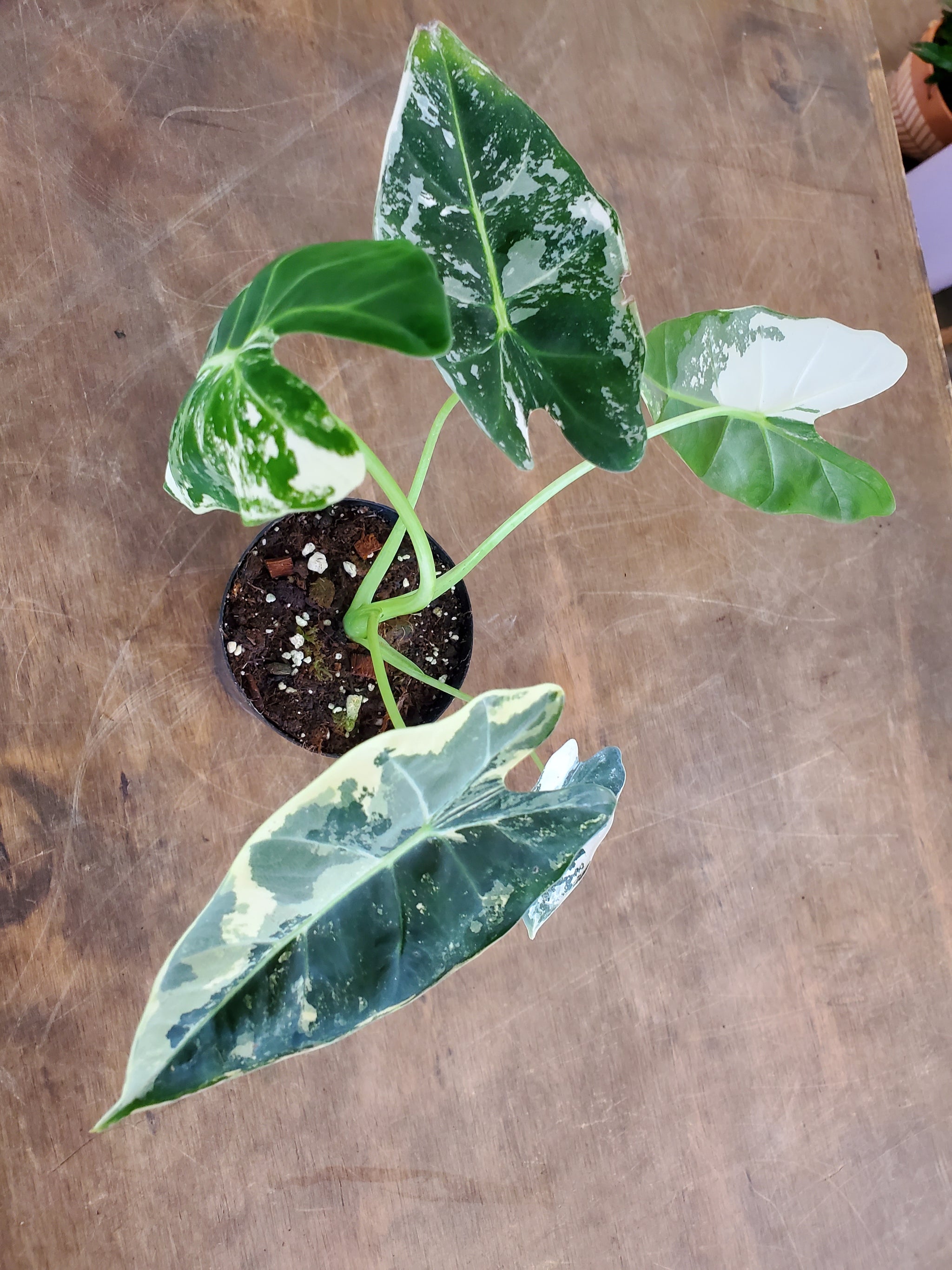 Alocasia Frydek