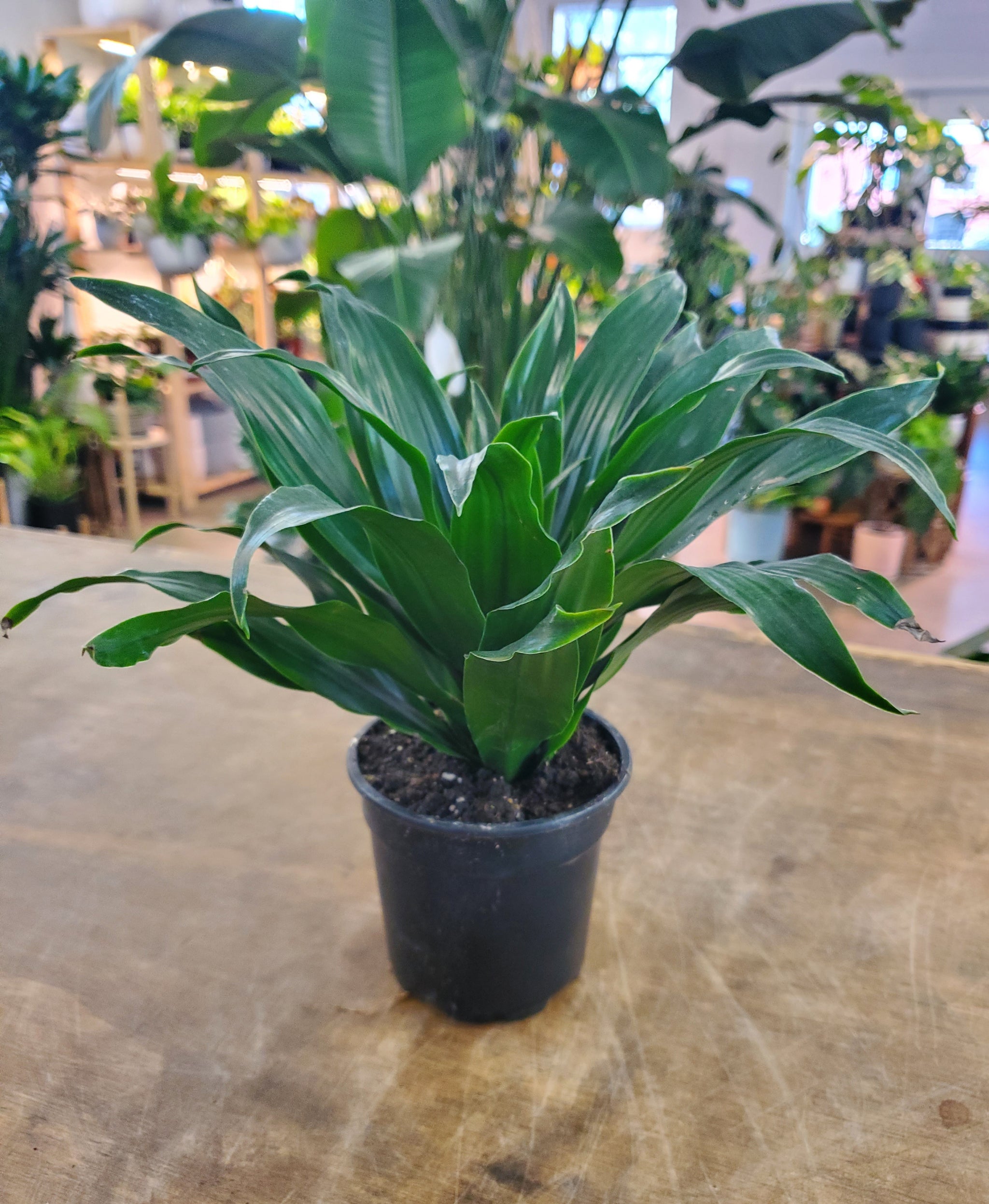 Dracaena Janet Craig Compacta Cane – Lush Plant Co. Decatur