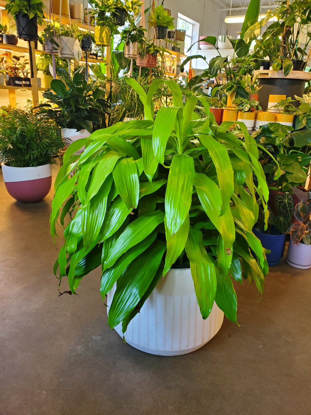 Dracaena Lime Light