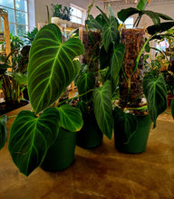 Load image into Gallery viewer, Philodendron Splendid
