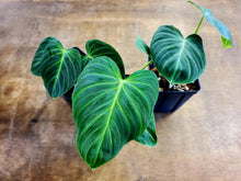 Load image into Gallery viewer, Philodendron Splendid
